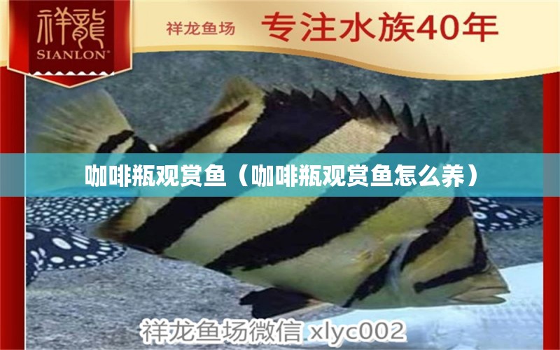 咖啡瓶觀賞魚（咖啡瓶觀賞魚怎么養(yǎng)） 馬來西亞咖啡