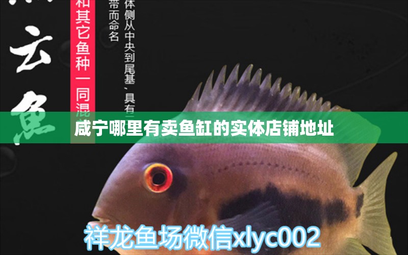 咸寧哪里有賣魚缸的實體店鋪地址 銀古魚苗