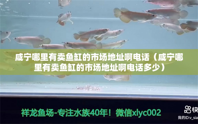 咸寧哪里有賣魚缸的市場地址啊電話（咸寧哪里有賣魚缸的市場地址啊電話多少） 月光鴨嘴魚苗