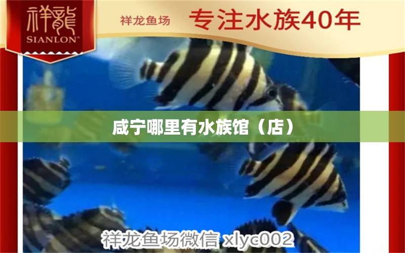 咸寧哪里有水族館（店） 觀賞魚(yú)水族批發(fā)市場(chǎng)