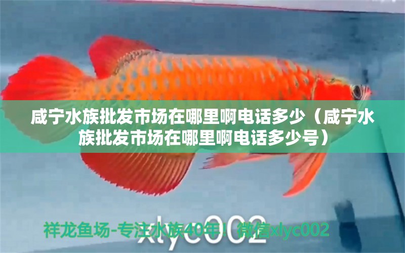 咸寧水族批發(fā)市場在哪里啊電話多少（咸寧水族批發(fā)市場在哪里啊電話多少號）