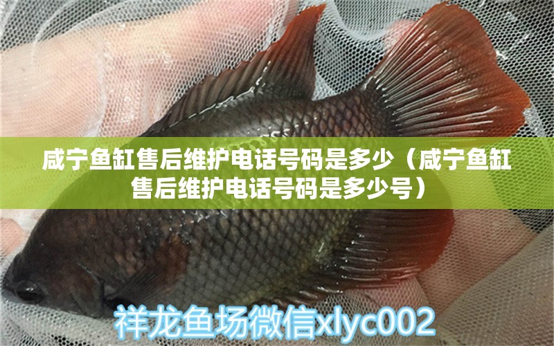 咸寧魚缸售后維護(hù)電話號(hào)碼是多少（咸寧魚缸售后維護(hù)電話號(hào)碼是多少號(hào)） 其他品牌魚缸