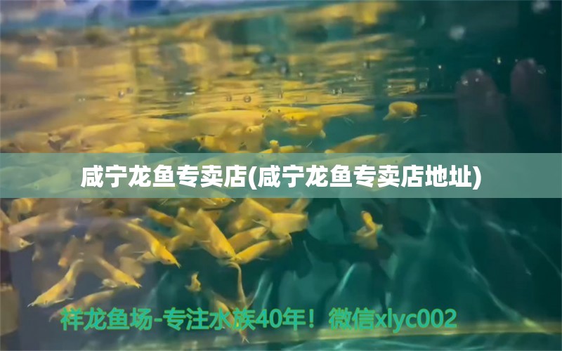 咸寧龍魚專賣店(咸寧龍魚專賣店地址)