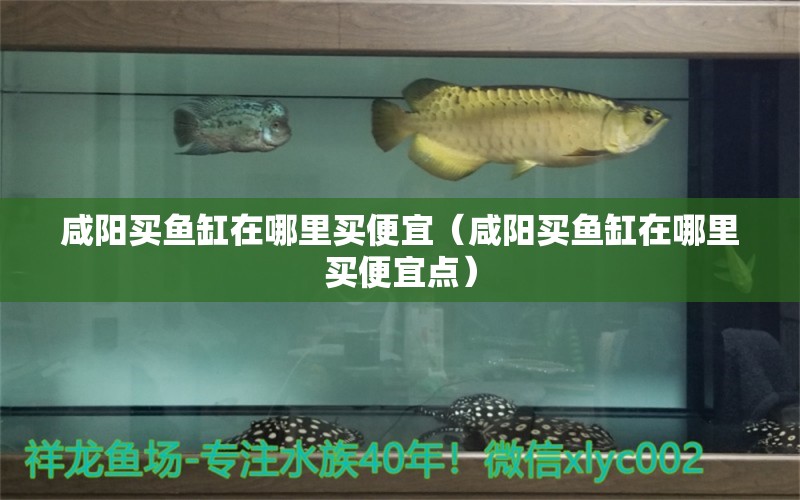 咸陽買魚缸在哪里買便宜（咸陽買魚缸在哪里買便宜點） 觀賞魚水族批發(fā)市場