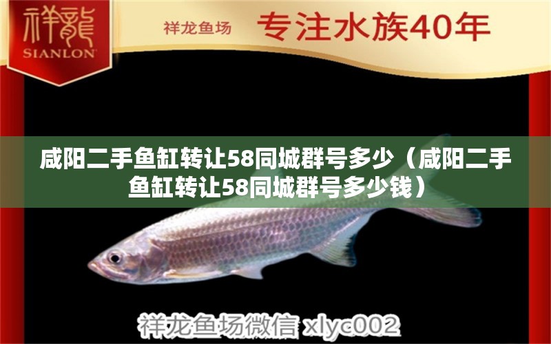 咸陽二手魚缸轉讓58同城群號多少（咸陽二手魚缸轉讓58同城群號多少錢） 七紋巨鯉魚