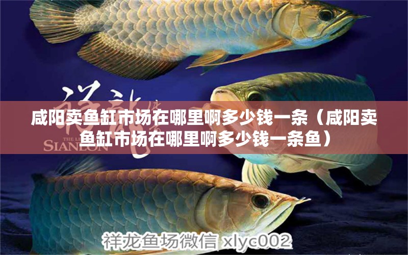 咸陽賣魚缸市場在哪里啊多少錢一條（咸陽賣魚缸市場在哪里啊多少錢一條魚）