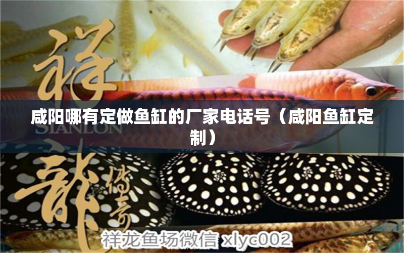 咸陽(yáng)哪有定做魚(yú)缸的廠家電話號(hào)（咸陽(yáng)魚(yú)缸定制） 飛鳳魚(yú)