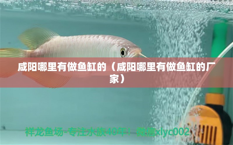 咸陽哪里有做魚缸的（咸陽哪里有做魚缸的廠家）