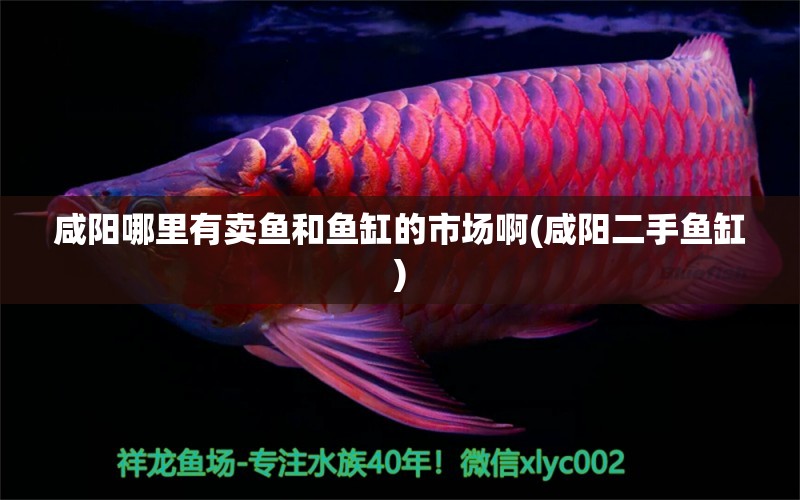 咸陽哪里有賣魚和魚缸的市場啊(咸陽二手魚缸) 野彩魚