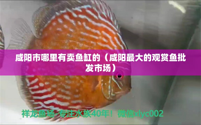 咸陽市哪里有賣魚缸的（咸陽最大的觀賞魚批發(fā)市場） 海水魚（海水魚批發(fā)）