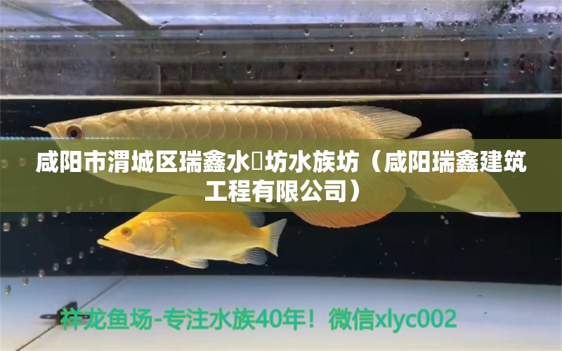 咸陽市渭城區(qū)瑞鑫水藝坊水族坊（咸陽瑞鑫建筑工程有限公司） 全國水族館企業(yè)名錄