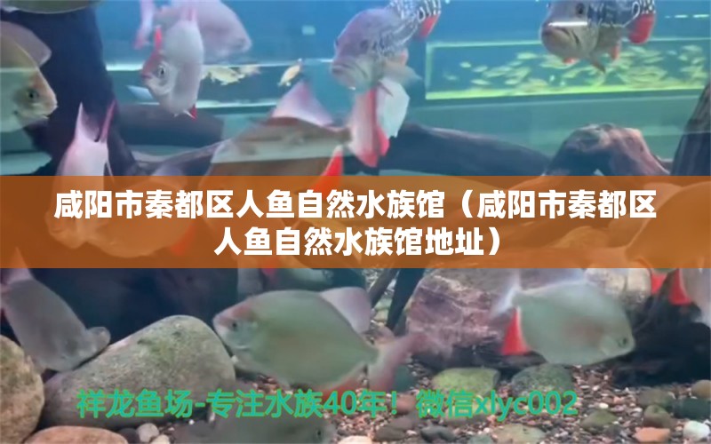 咸陽市秦都區(qū)人魚自然水族館（咸陽市秦都區(qū)人魚自然水族館地址） 全國水族館企業(yè)名錄