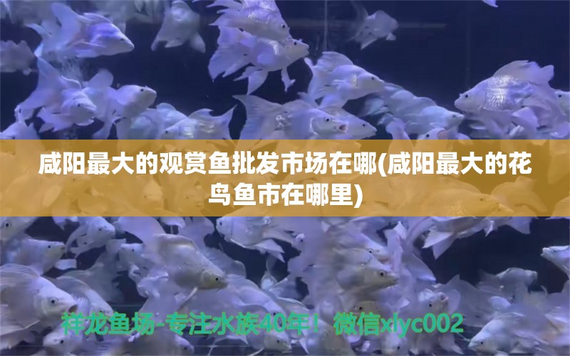 咸陽最大的觀賞魚批發(fā)市場在哪(咸陽最大的花鳥魚市在哪里) 觀賞魚批發(fā)