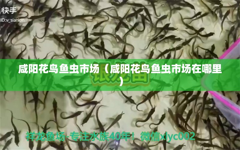 咸陽(yáng)花鳥魚蟲市場(chǎng)（咸陽(yáng)花鳥魚蟲市場(chǎng)在哪里） 觀賞魚水族批發(fā)市場(chǎng)