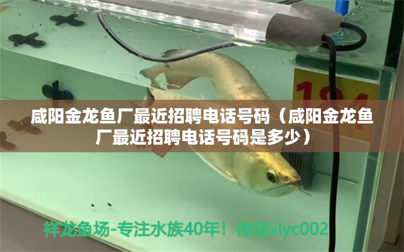 咸陽金龍魚廠最近招聘電話號碼（咸陽金龍魚廠最近招聘電話號碼是多少）