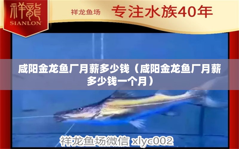 咸陽(yáng)金龍魚(yú)廠月薪多少錢(qián)（咸陽(yáng)金龍魚(yú)廠月薪多少錢(qián)一個(gè)月）