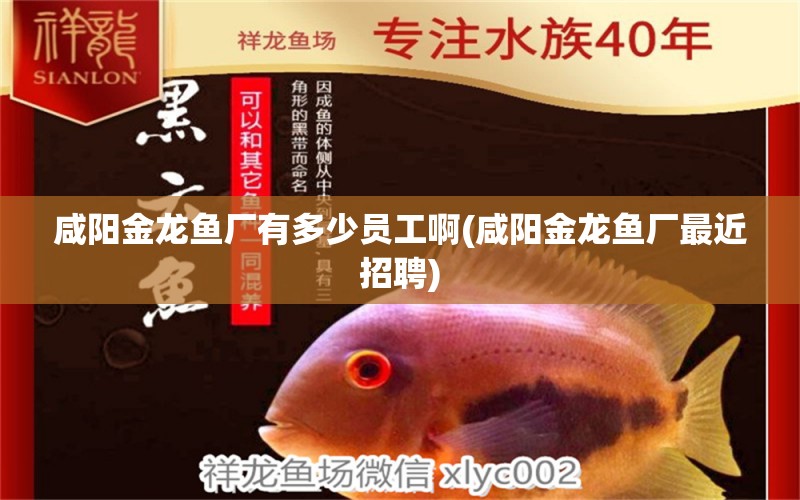 咸陽金龍魚廠有多少員工啊(咸陽金龍魚廠最近招聘) 錦鯉池魚池建設(shè)