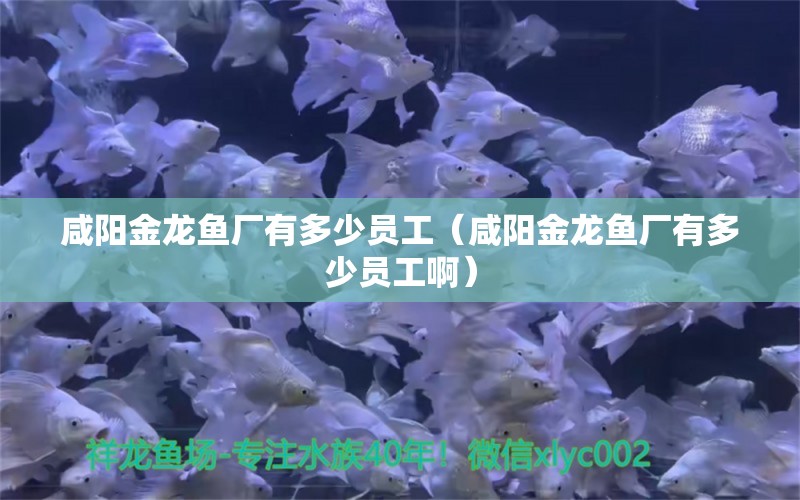 咸陽金龍魚廠有多少員工（咸陽金龍魚廠有多少員工?。?觀賞魚市場（混養(yǎng)魚）