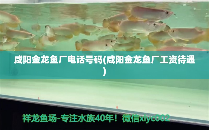 咸陽金龍魚廠電話號碼(咸陽金龍魚廠工資待遇) 財神鸚鵡魚