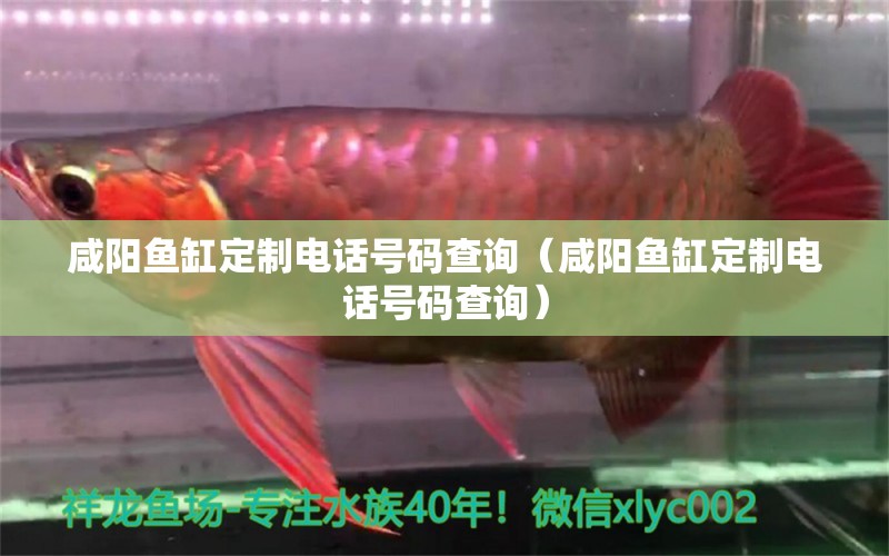 咸陽魚缸定制電話號碼查詢（咸陽魚缸定制電話號碼查詢） 觀賞魚市場（混養(yǎng)魚）