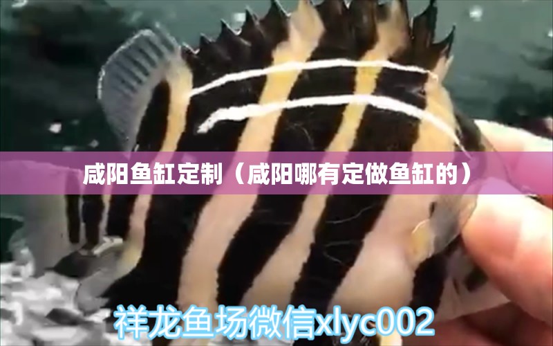 咸陽魚缸定制（咸陽哪有定做魚缸的）