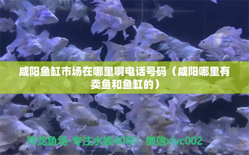 咸陽魚缸市場在哪里啊電話號碼（咸陽哪里有賣魚和魚缸的）