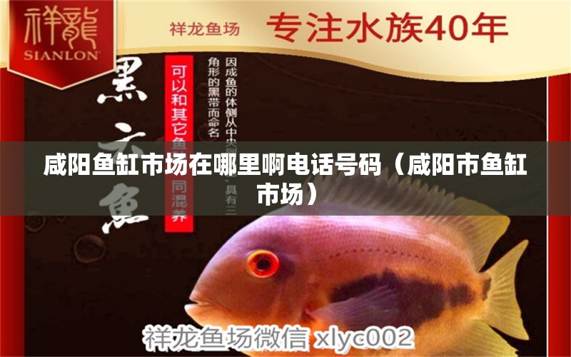 咸陽魚缸市場在哪里啊電話號碼（咸陽市魚缸市場） 泰國虎魚