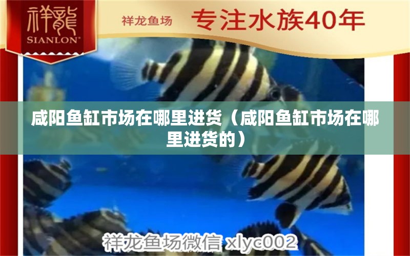 咸陽(yáng)魚(yú)缸市場(chǎng)在哪里進(jìn)貨（咸陽(yáng)魚(yú)缸市場(chǎng)在哪里進(jìn)貨的） 其他品牌魚(yú)缸