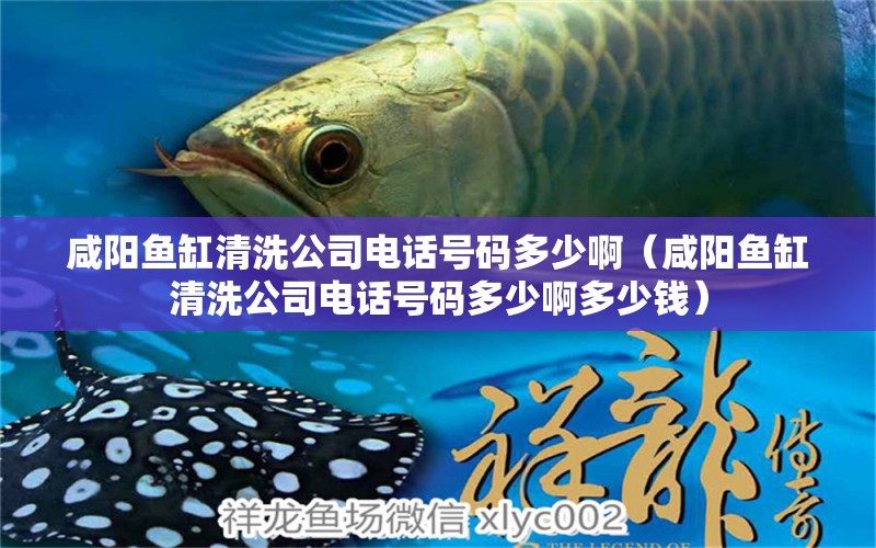 咸陽魚缸清洗公司電話號碼多少?。ㄏ剃桇~缸清洗公司電話號碼多少啊多少錢） 祥龍水族醫(yī)院