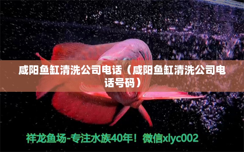 咸陽魚缸清洗公司電話（咸陽魚缸清洗公司電話號碼）