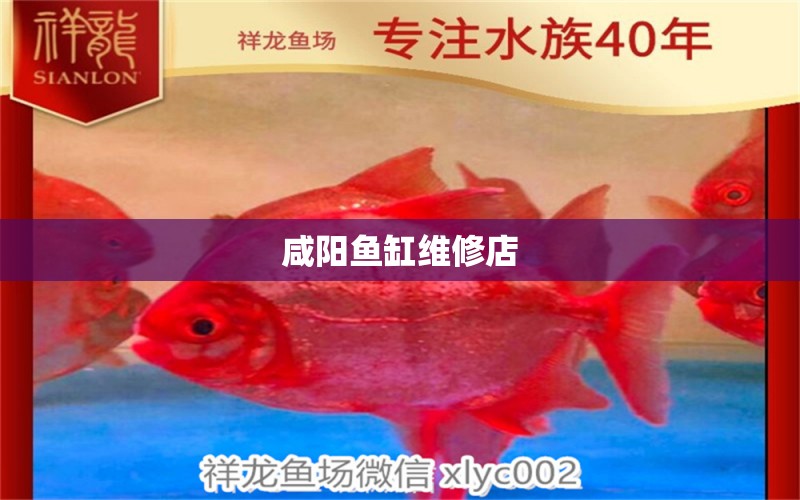 咸陽魚缸維修店