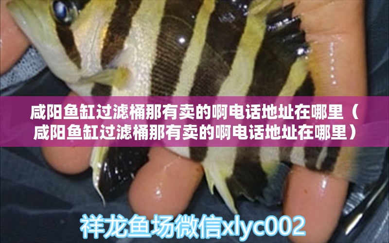 咸陽魚缸過濾桶那有賣的啊電話地址在哪里（咸陽魚缸過濾桶那有賣的啊電話地址在哪里） 金龍魚糧