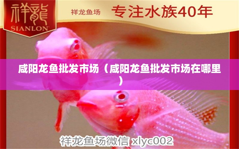 咸陽龍魚批發(fā)市場（咸陽龍魚批發(fā)市場在哪里） 龍魚批發(fā)