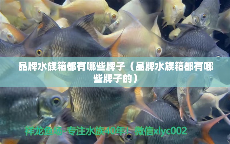 品牌水族箱都有哪些牌子（品牌水族箱都有哪些牌子的） 魚缸/水族箱