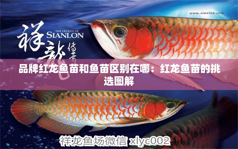 品牌紅龍魚(yú)苗和魚(yú)苗區(qū)別在哪：紅龍魚(yú)苗的挑選圖解 廣州龍魚(yú)批發(fā)市場(chǎng)