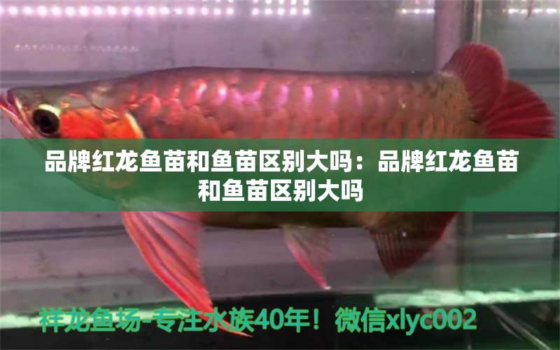 品牌紅龍魚(yú)苗和魚(yú)苗區(qū)別大嗎：品牌紅龍魚(yú)苗和魚(yú)苗區(qū)別大嗎