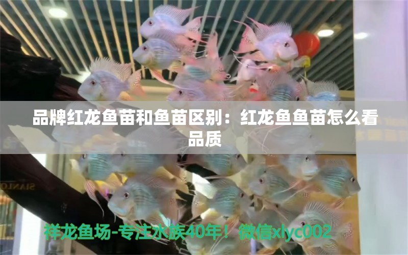 品牌紅龍魚(yú)苗和魚(yú)苗區(qū)別：紅龍魚(yú)魚(yú)苗怎么看品質(zhì)