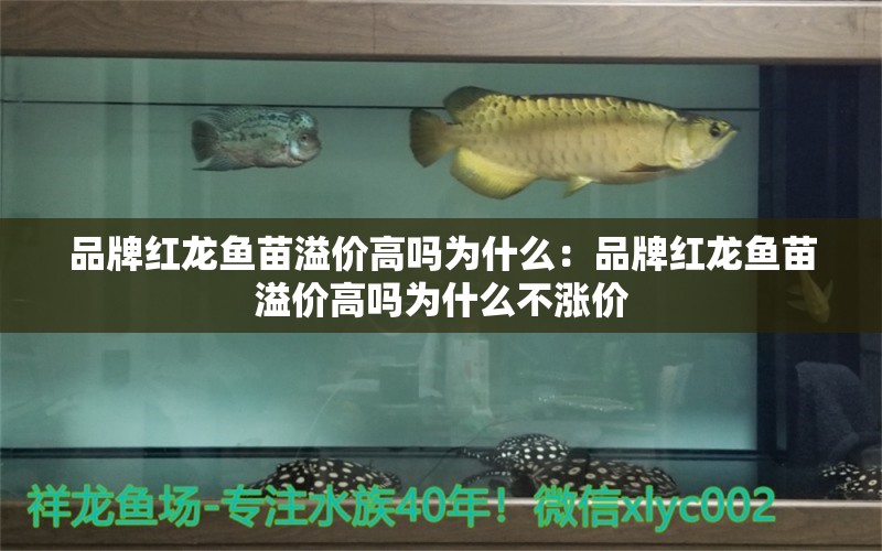 品牌紅龍魚苗溢價高嗎為什么：品牌紅龍魚苗溢價高嗎為什么不漲價