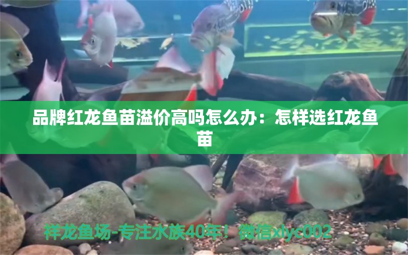 品牌紅龍魚苗溢價高嗎怎么辦：怎樣選紅龍魚苗