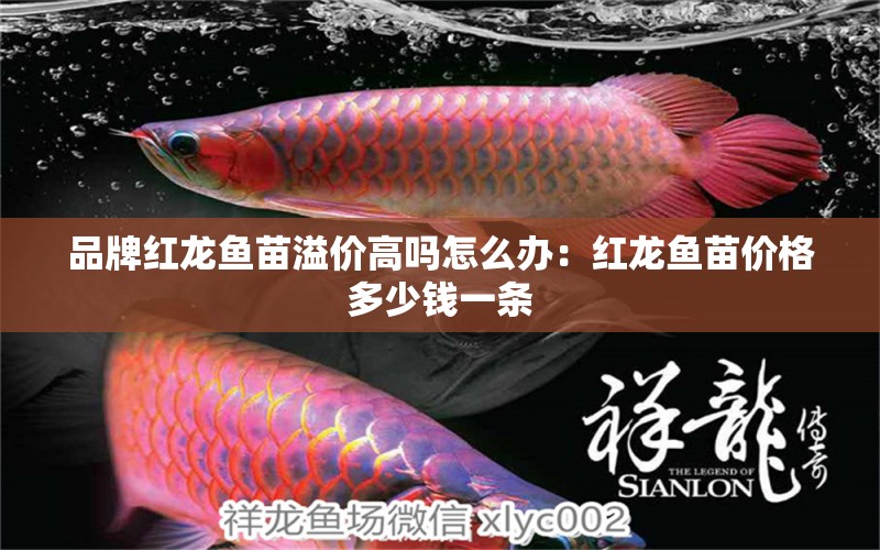 品牌紅龍魚苗溢價(jià)高嗎怎么辦：紅龍魚苗價(jià)格多少錢一條