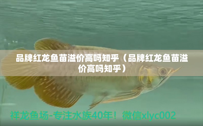 品牌紅龍魚苗溢價高嗎知乎（品牌紅龍魚苗溢價高嗎知乎）