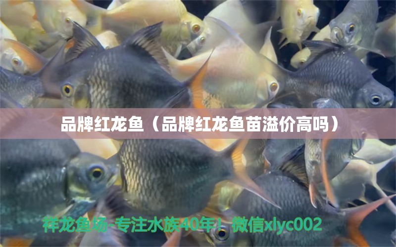 品牌紅龍魚（品牌紅龍魚苗溢價高嗎）