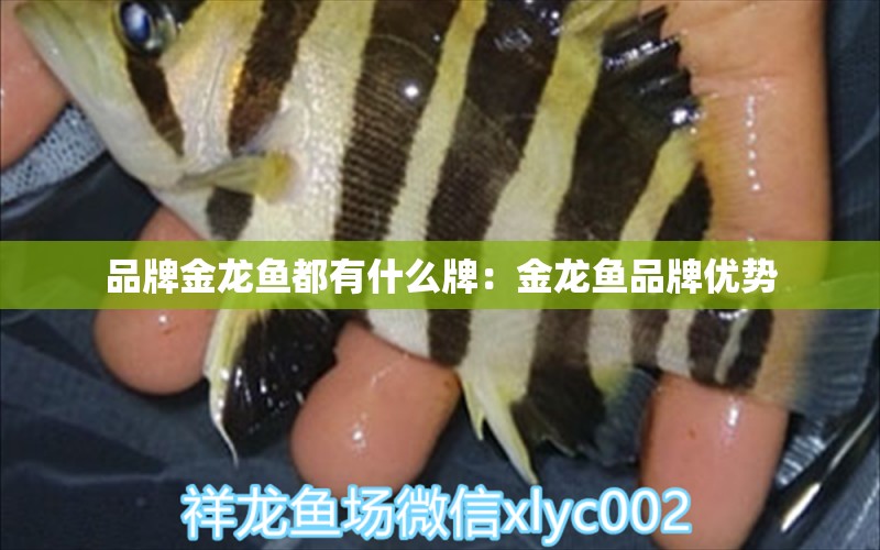 品牌金龍魚都有什么牌：金龍魚品牌優(yōu)勢(shì)