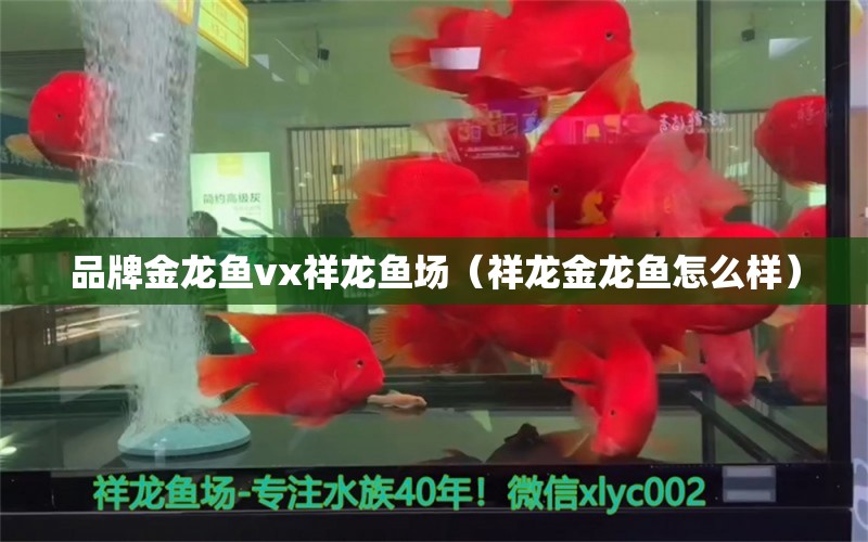 品牌金龍魚vx祥龍魚場（祥龍金龍魚怎么樣） 祥龍魚場