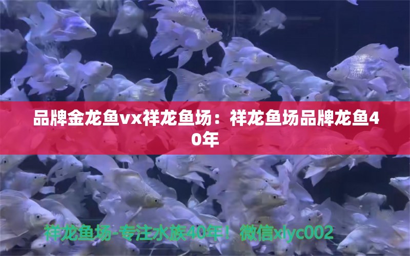 品牌金龍魚(yú)vx祥龍魚(yú)場(chǎng)：祥龍魚(yú)場(chǎng)品牌龍魚(yú)40年