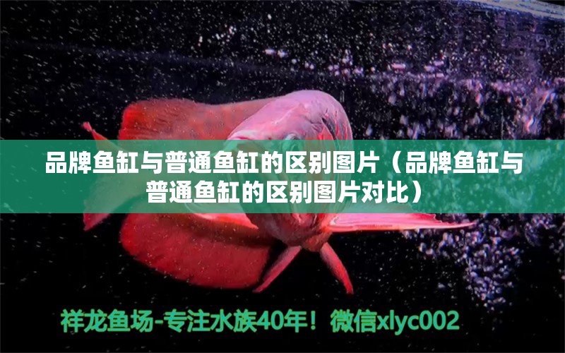 品牌魚缸與普通魚缸的區(qū)別圖片（品牌魚缸與普通魚缸的區(qū)別圖片對比）