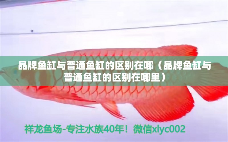 品牌魚缸與普通魚缸的區(qū)別在哪（品牌魚缸與普通魚缸的區(qū)別在哪里）