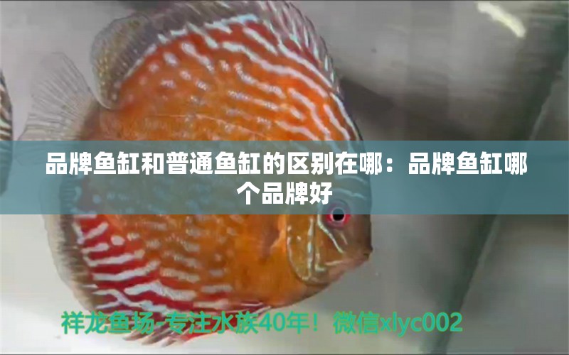 品牌魚缸和普通魚缸的區(qū)別在哪：品牌魚缸哪個(gè)品牌好