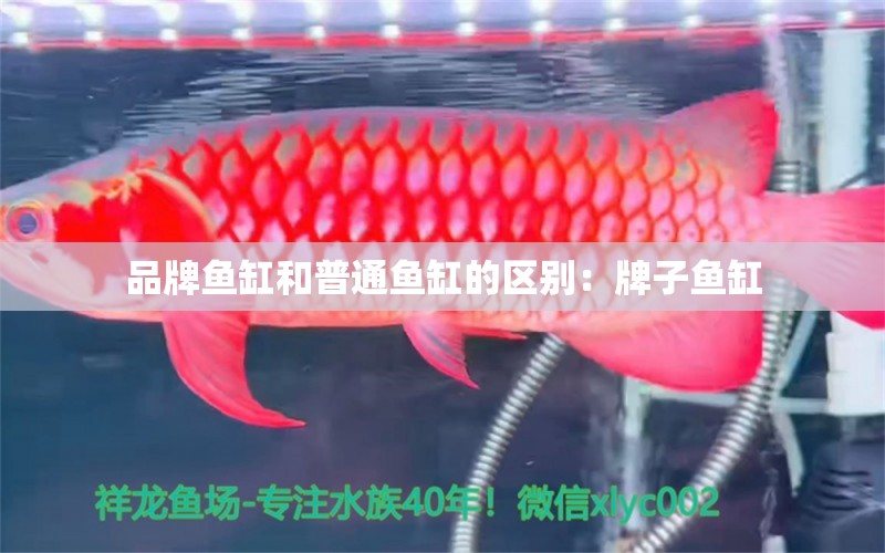 品牌魚缸和普通魚缸的區(qū)別：牌子魚缸