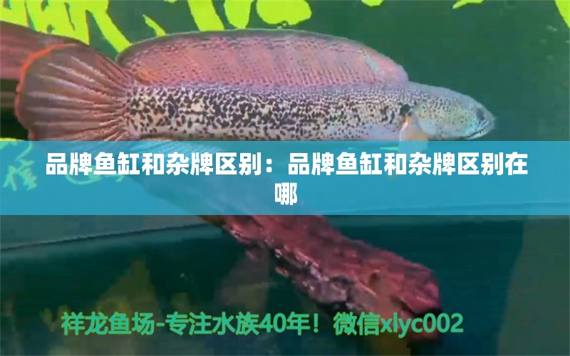 品牌魚缸和雜牌區(qū)別：品牌魚缸和雜牌區(qū)別在哪 水族維護服務(wù)（上門） 第2張